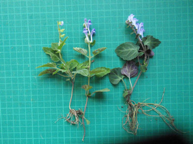 f:id:chuumeikun:20160512011338j:plain f:id:chuumeikun:20160512011338j:plain