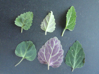 f:id:chuumeikun:20160512011545j:plain f:id:chuumeikun:20160512011545j:plain