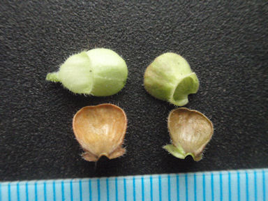 f:id:chuumeikun:20160512011657j:plain f:id:chuumeikun:20160512011657j:plain