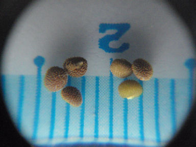 f:id:chuumeikun:20160512011718j:plain f:id:chuumeikun:20160512011718j:plain