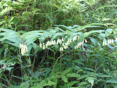 f:id:chuumeikun:20160518031703j:plain f:id:chuumeikun:20160518031703j:plain