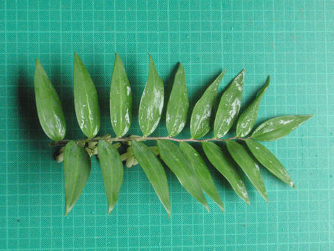 f:id:chuumeikun:20160518031716j:plain f:id:chuumeikun:20160518031716j:plain