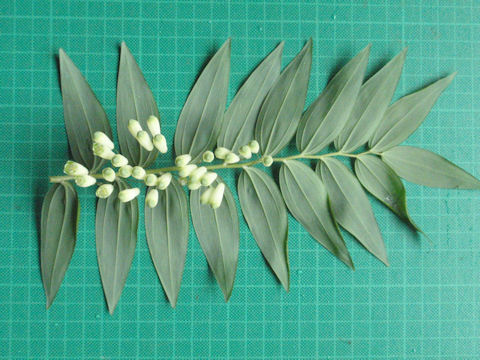 f:id:chuumeikun:20160518031728j:plain f:id:chuumeikun:20160518031728j:plain