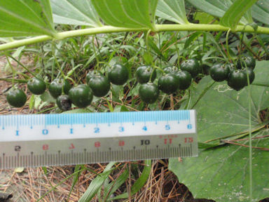 f:id:chuumeikun:20160518031810j:plain f:id:chuumeikun:20160518031810j:plain