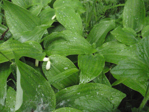 f:id:chuumeikun:20160518031943j:plain f:id:chuumeikun:20160518031943j:plain