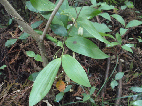 f:id:chuumeikun:20160518031957j:plain f:id:chuumeikun:20160518031957j:plain