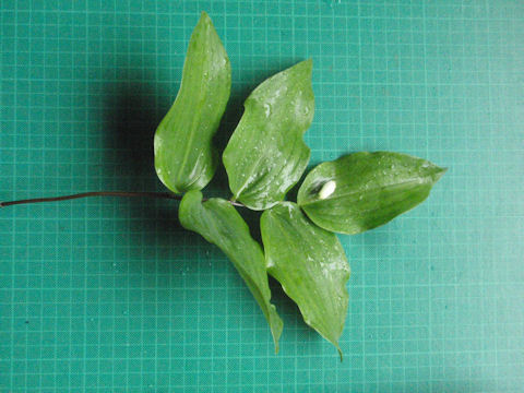 f:id:chuumeikun:20160518032014j:plain f:id:chuumeikun:20160518032014j:plain