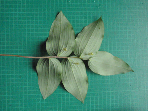 f:id:chuumeikun:20160518032030j:plain f:id:chuumeikun:20160518032030j:plain