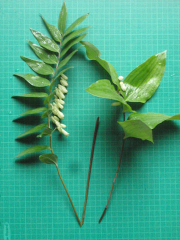 f:id:chuumeikun:20160518032111j:plain f:id:chuumeikun:20160518032111j:plain