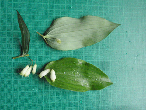 f:id:chuumeikun:20160518032227j:plain f:id:chuumeikun:20160518032227j:plain