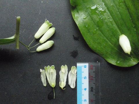 f:id:chuumeikun:20160518032247j:plain f:id:chuumeikun:20160518032247j:plain