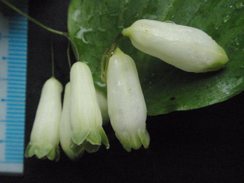 f:id:chuumeikun:20160518032305j:plain f:id:chuumeikun:20160518032305j:plain