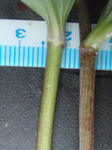 f:id:chuumeikun:20160518032321j:plain f:id:chuumeikun:20160518032321j:plain