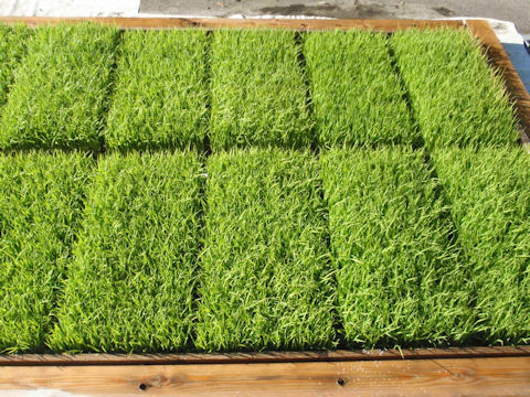 f:id:chuumeikun:20160518032742j:plain f:id:chuumeikun:20160518032742j:plain