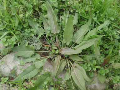 f:id:chuumeikun:20160528001805j:plain f:id:chuumeikun:20160528001805j:plain