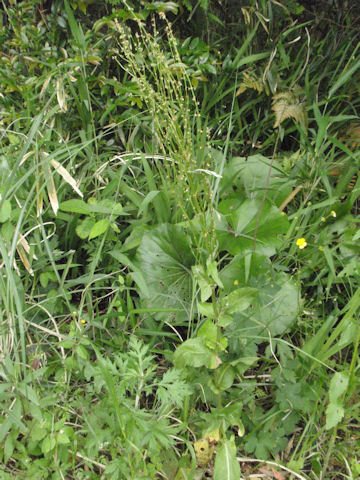 f:id:chuumeikun:20160528002543j:plain f:id:chuumeikun:20160528002543j:plain