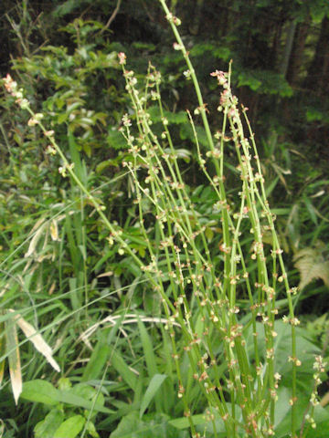 f:id:chuumeikun:20160528002607j:plain f:id:chuumeikun:20160528002607j:plain