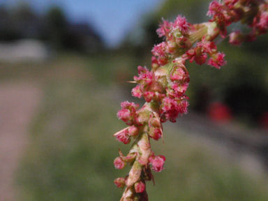 f:id:chuumeikun:20160528002623j:plain f:id:chuumeikun:20160528002623j:plain