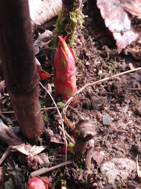 f:id:chuumeikun:20160528003345j:plain f:id:chuumeikun:20160528003345j:plain