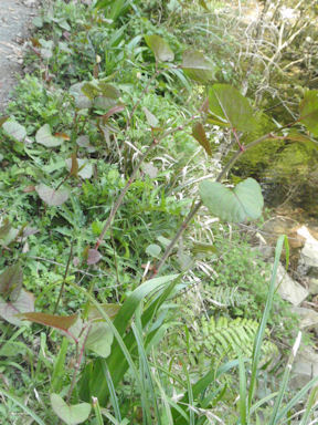 f:id:chuumeikun:20160528003611j:plain f:id:chuumeikun:20160528003611j:plain