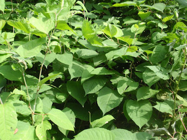 f:id:chuumeikun:20160528003824j:plain f:id:chuumeikun:20160528003824j:plain