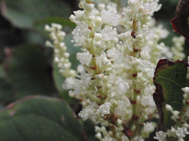 f:id:chuumeikun:20160528003904j:plain f:id:chuumeikun:20160528003904j:plain