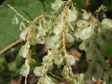 f:id:chuumeikun:20160528003932j:plain f:id:chuumeikun:20160528003932j:plain