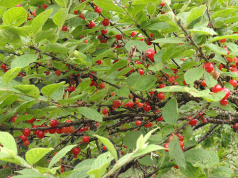 f:id:chuumeikun:20160528004537j:plain f:id:chuumeikun:20160528004537j:plain