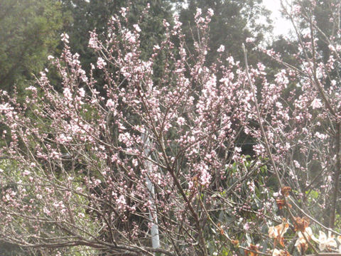 f:id:chuumeikun:20160528004811j:plain f:id:chuumeikun:20160528004811j:plain