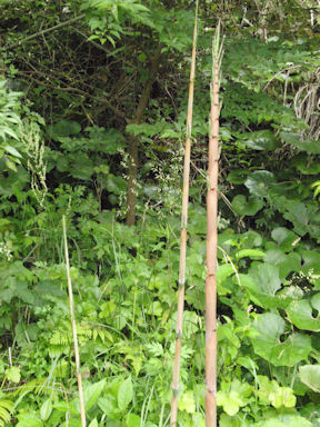 f:id:chuumeikun:20160530050910j:plain f:id:chuumeikun:20160530050910j:plain