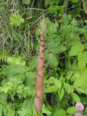 f:id:chuumeikun:20160530050932j:plain f:id:chuumeikun:20160530050932j:plain