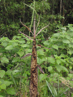 f:id:chuumeikun:20160530051027j:plain f:id:chuumeikun:20160530051027j:plain