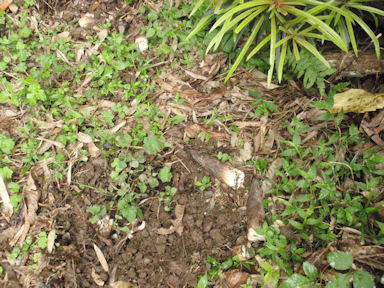 f:id:chuumeikun:20160530051055j:plain f:id:chuumeikun:20160530051055j:plain