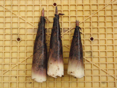 f:id:chuumeikun:20160530051117j:plain f:id:chuumeikun:20160530051117j:plain