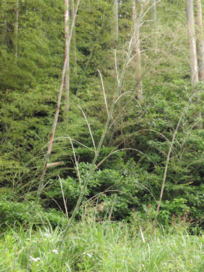 f:id:chuumeikun:20160530051407j:plain f:id:chuumeikun:20160530051407j:plain