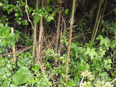 f:id:chuumeikun:20160530051441j:plain f:id:chuumeikun:20160530051441j:plain