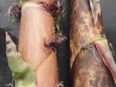 f:id:chuumeikun:20160530051819j:plain f:id:chuumeikun:20160530051819j:plain