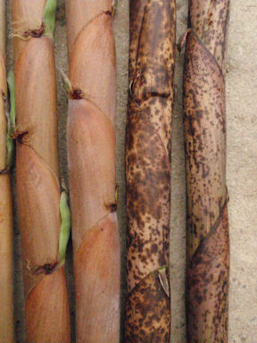 f:id:chuumeikun:20160530051853j:plain f:id:chuumeikun:20160530051853j:plain