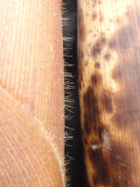 f:id:chuumeikun:20160530051915j:plain f:id:chuumeikun:20160530051915j:plain