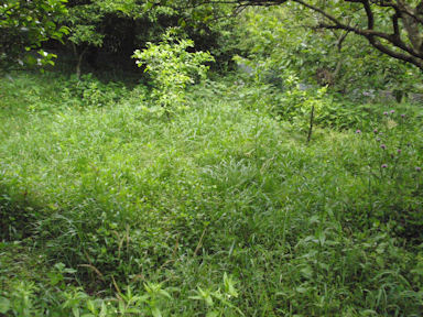 f:id:chuumeikun:20160530052259j:plain f:id:chuumeikun:20160530052259j:plain