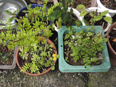 f:id:chuumeikun:20160531005234j:plain