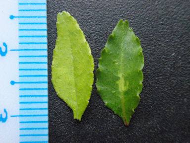 f:id:chuumeikun:20160531005734j:plain