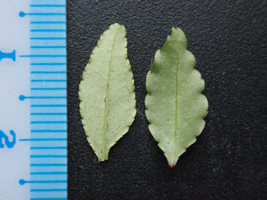 f:id:chuumeikun:20160531005754j:plain