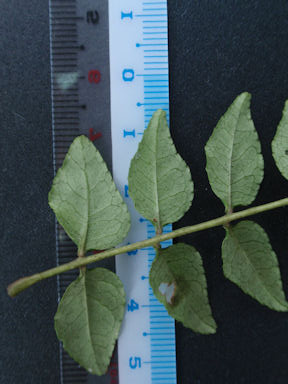 f:id:chuumeikun:20160531005857j:plain