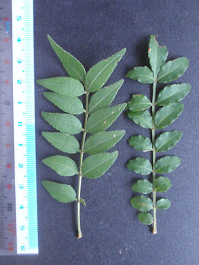 f:id:chuumeikun:20160531005950j:plain