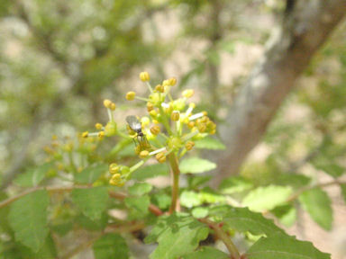 f:id:chuumeikun:20160531010442j:plain