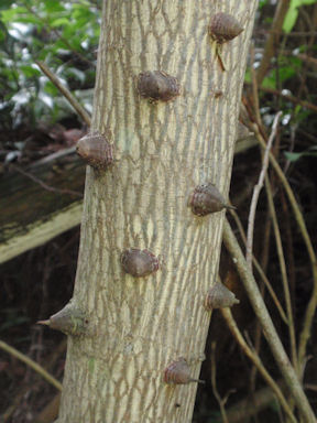 f:id:chuumeikun:20160531011027j:plain