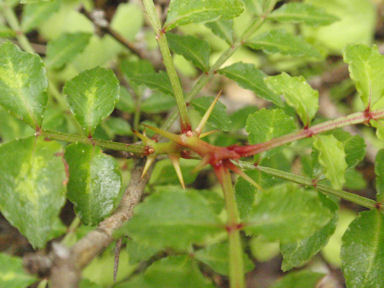 f:id:chuumeikun:20160531162622j:plain