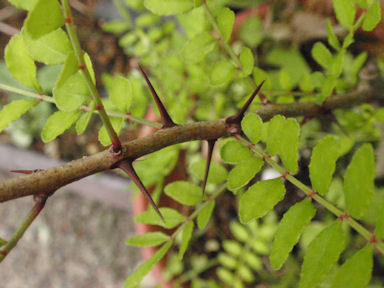 f:id:chuumeikun:20160531162645j:plain