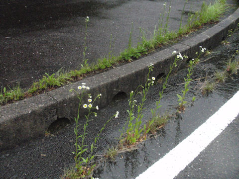 f:id:chuumeikun:20160608022138j:plain